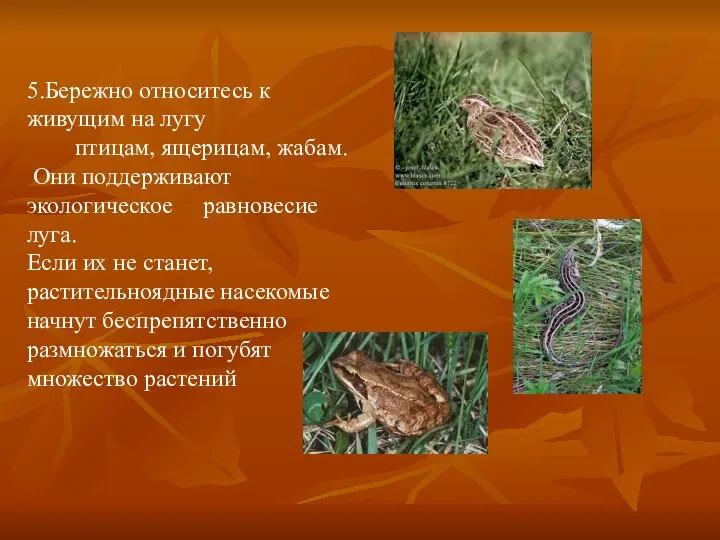 5.Бережно относитесь к живущим на лугу птицам, ящерицам, жабам. Они поддерживают