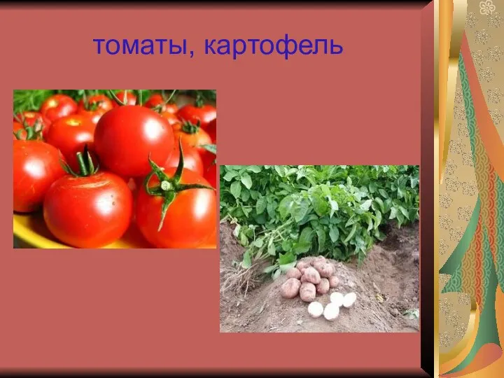 томаты, картофель