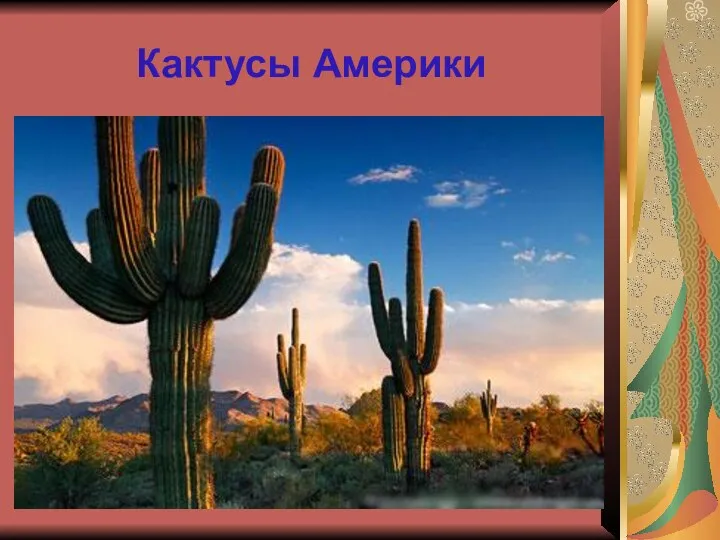 Кактусы Америки