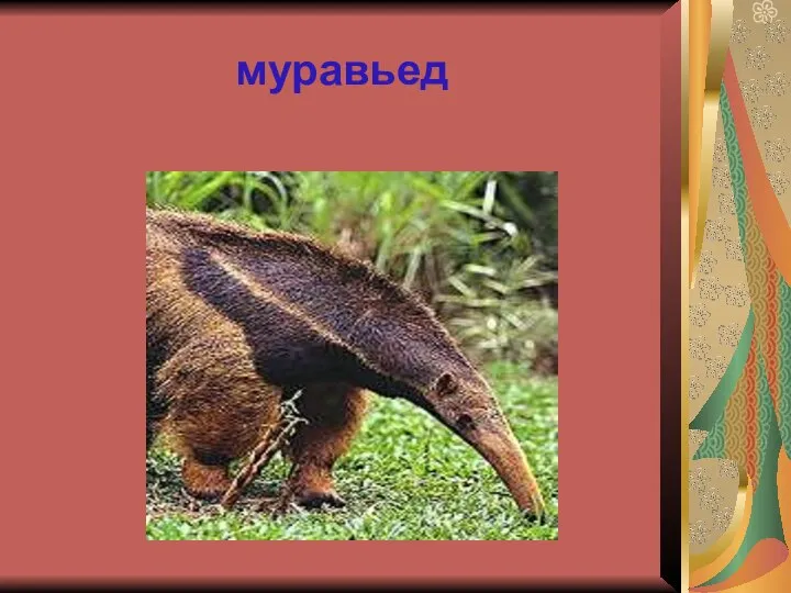 муравьед