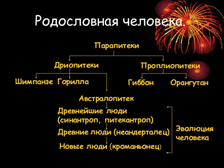 Родословная человека. Парапитеки Дриопитеки Проплиопитеки Шимпанзе Горилла Гиббон Орангутан Австралопитек Древнейшие