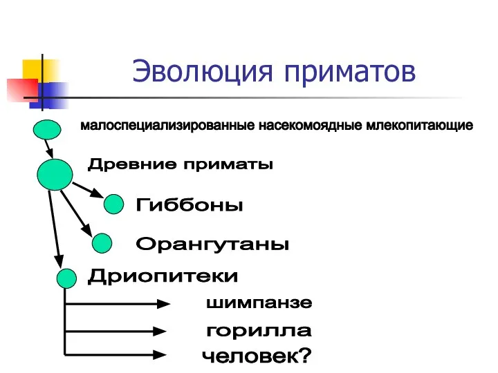 Эволюция приматов малоспециализированные насекомоядные млекопитающие Древние приматы Гиббоны Орангутаны Дриопитеки шимпанзе горилла человек?