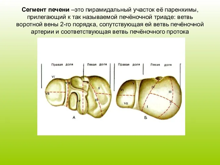 Сегмент печени –это пирамидальный участок её паренхимы, прилегающий к так называемой