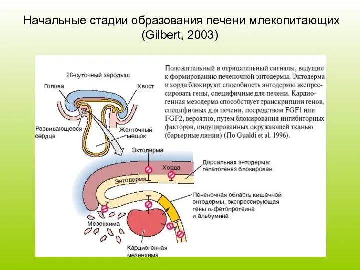 Начальные стадии образования печени млекопитающих (Gilbert, 2003)