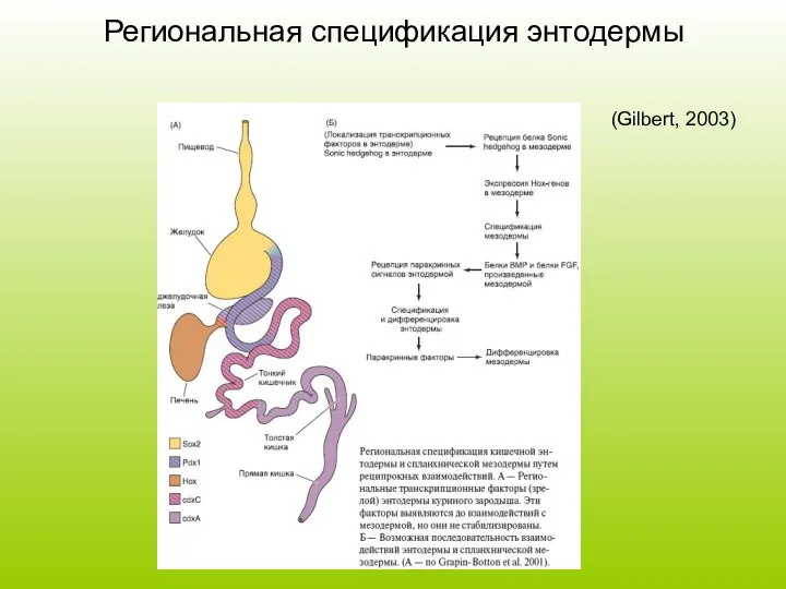 Региональная спецификация энтодермы (Gilbert, 2003)