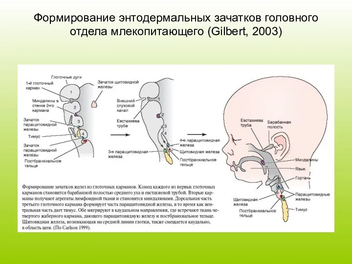 Формирование энтодермальных зачатков головного отдела млекопитающего (Gilbert, 2003)