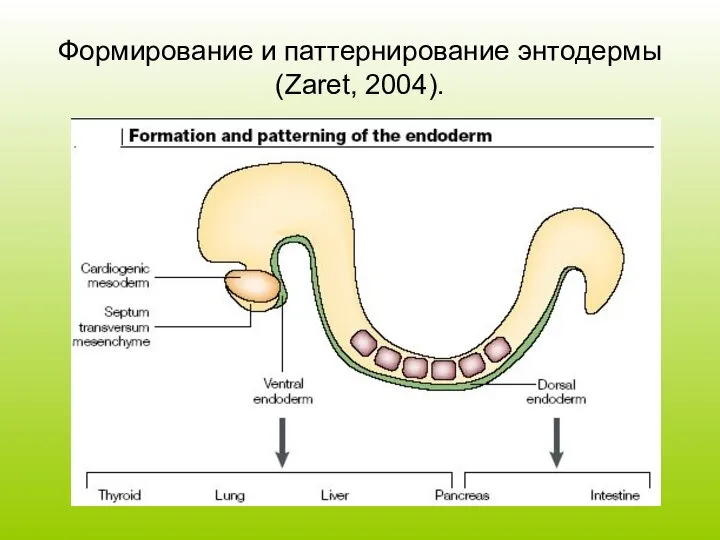 Формирование и паттернирование энтодермы (Zaret, 2004).
