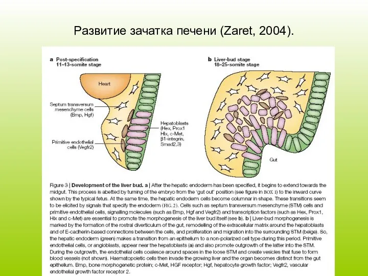 Развитие зачатка печени (Zaret, 2004).