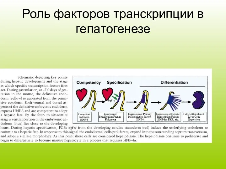 Роль факторов транскрипции в гепатогенезе