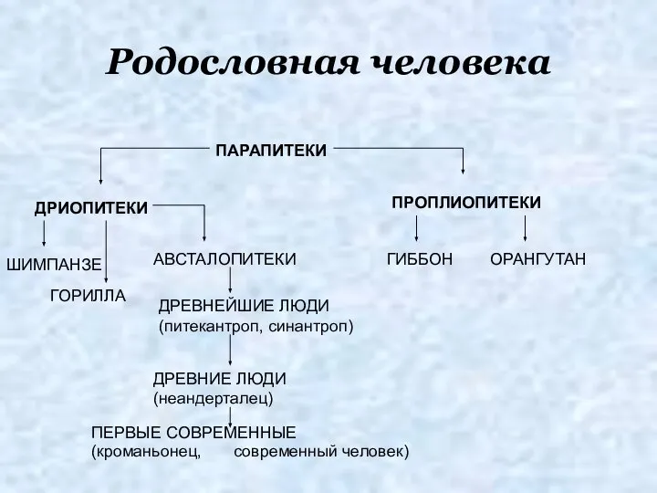 Родословная человека ПАРАПИТЕКИ ДРИОПИТЕКИ ПРОПЛИОПИТЕКИ ГИББОН ОРАНГУТАН ШИМПАНЗЕ ГОРИЛЛА АВСТАЛОПИТЕКИ ДРЕВНЕЙШИЕ