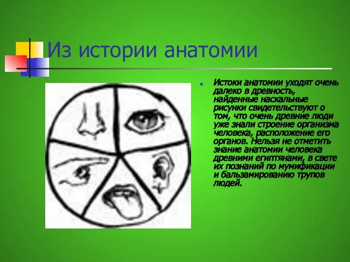 Из истории анатомии Истоки анатомии уходят очень далеко в древность, найденные