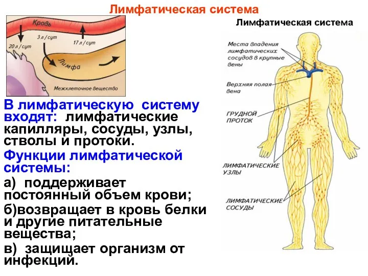 В лимфатическую систему входят: лимфатические капилляры, сосуды, узлы, стволы и протоки.