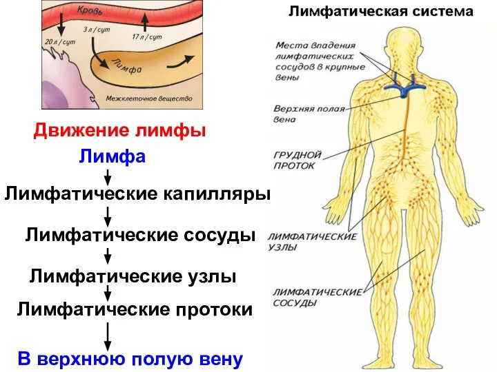 Лимфатические капилляры Лимфатические сосуды Лимфатические узлы Лимфатические протоки Лимфа В верхнюю полую вену Движение лимфы