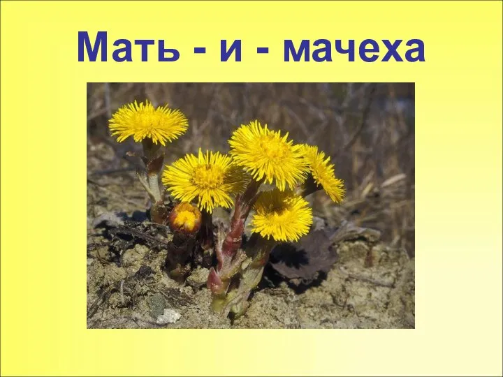 Мать - и - мачеха