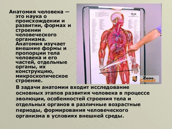 Анатомия человека — это наука о происхождении и развитии, формах и