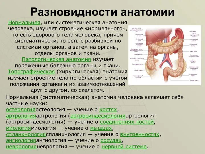 Разновидности анатомии Нормальная, или систематическая анатомия человека, изучает строение «нормального», то