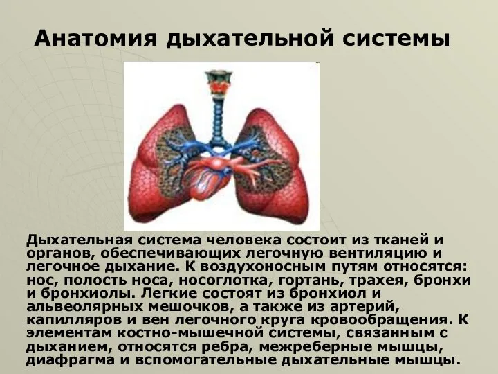 Дыхательная система человека состоит из тканей и органов, обеспечивающих легочную вентиляцию