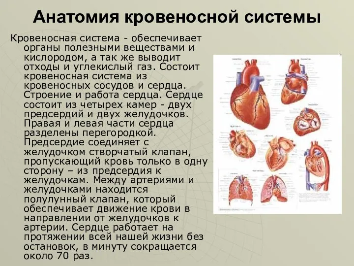 Анатомия кровеносной системы Кровеносная система - обеспечивает органы полезными веществами и