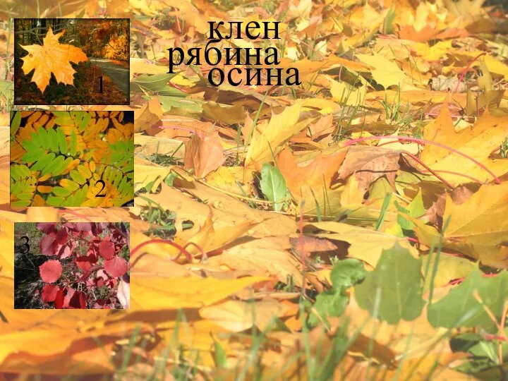 клен рябина осина 1 3 2