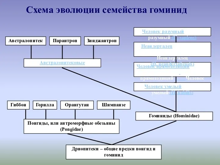 Схема эволюции семейства гоминид Дриопитеки – общие предки понгид и гоминид