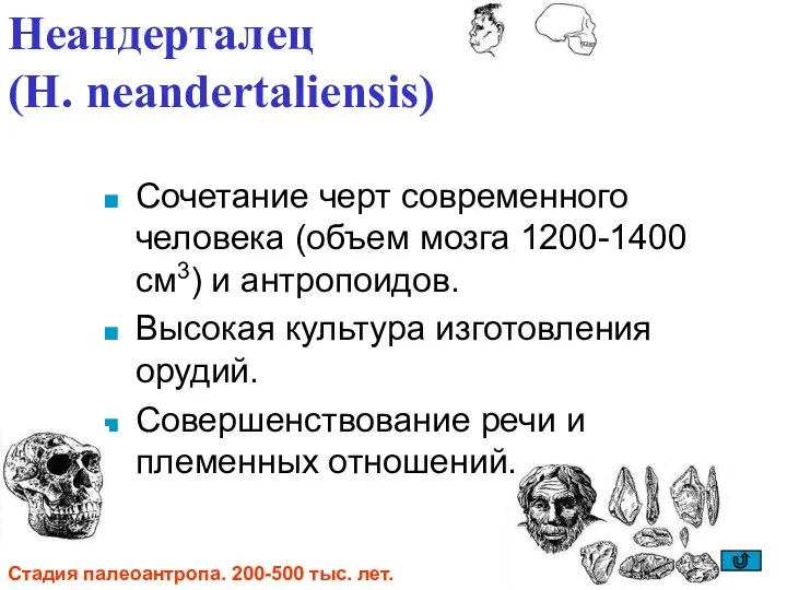 Неандерталец (H. neandertaliensis) Сочетание черт современного человека (объем мозга 1200-1400 см3)