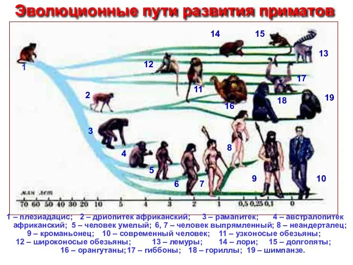 1 – плезиадацис; 1 2 3 4 5 6 7 8