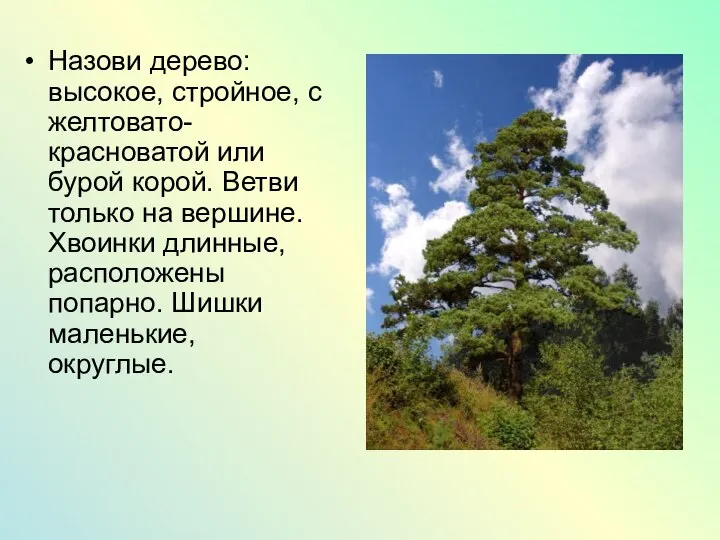 Назови дерево: высокое, стройное, с желтовато-красноватой или бурой корой. Ветви только