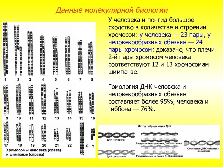 У человека и понгид большое сходство в количестве и строении хромосом: