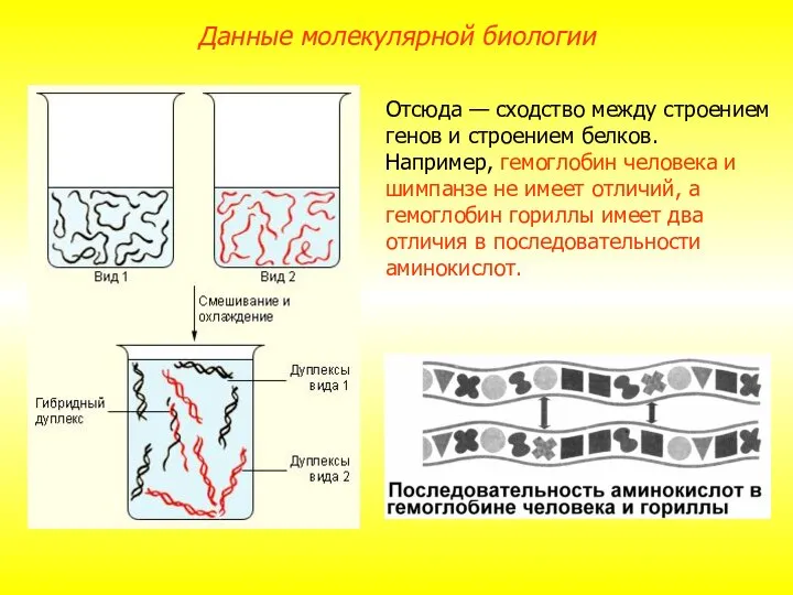 Отсюда — сходство между строением генов и строением белков. Например, гемоглобин