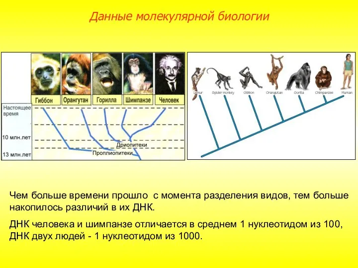 Чем больше времени прошло с момента разделения видов, тем больше накопилось