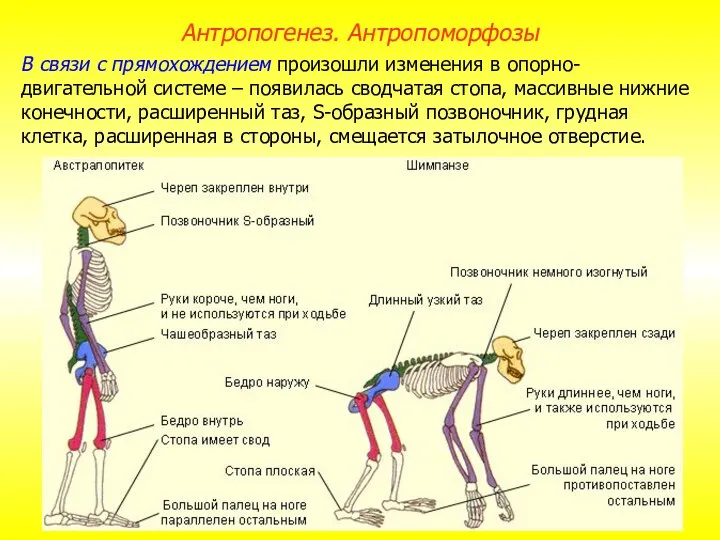 В связи с прямохождением произошли изменения в опорно-двигательной системе – появилась