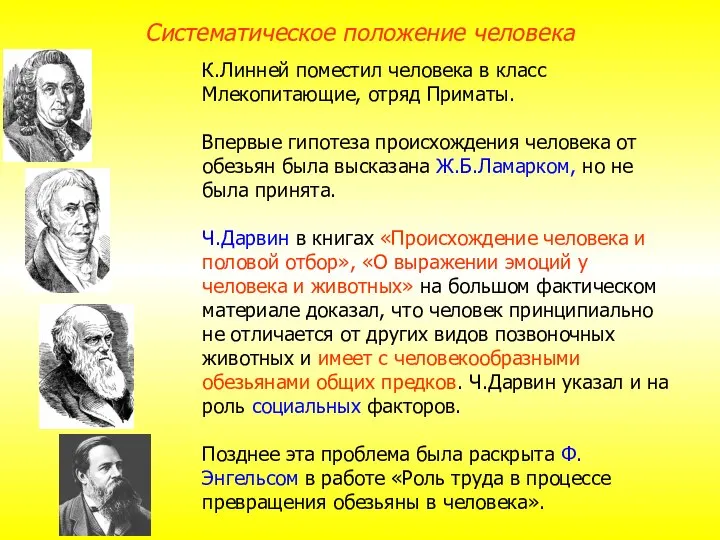 К.Линней поместил человека в класс Млекопитающие, отряд Приматы. Впервые гипотеза происхождения