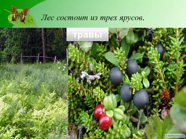 Лес состоит из трех ярусов. деревья кустарники травы