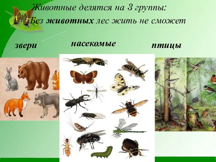 Без животных лес жить не сможет Животные делятся на 3 группы: звери насекомые птицы