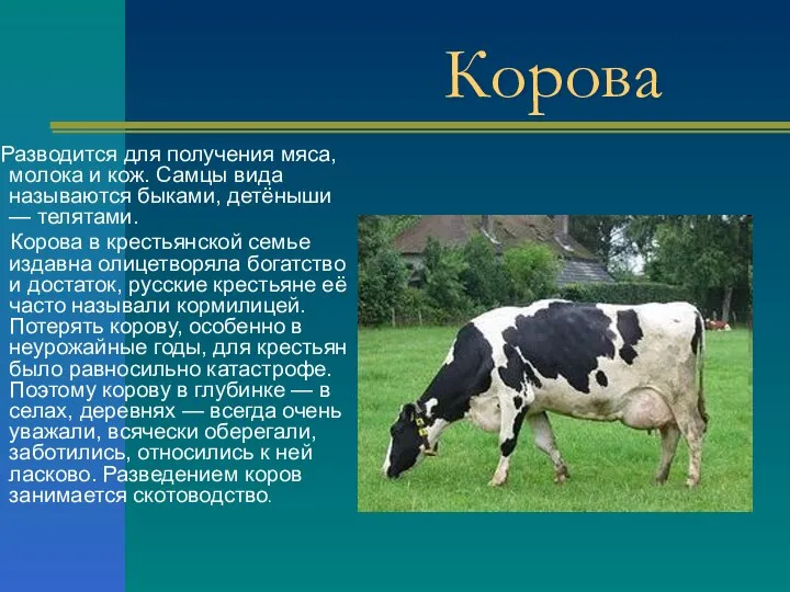 Корова Разводится для получения мяса, молока и кож. Самцы вида называются