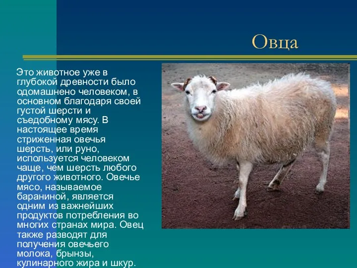 Овца Это животное уже в глубокой древности было одомашнено человеком, в