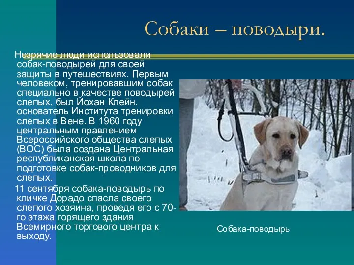 Собаки – поводыри. Незрячие люди использовали собак-поводырей для своей защиты в