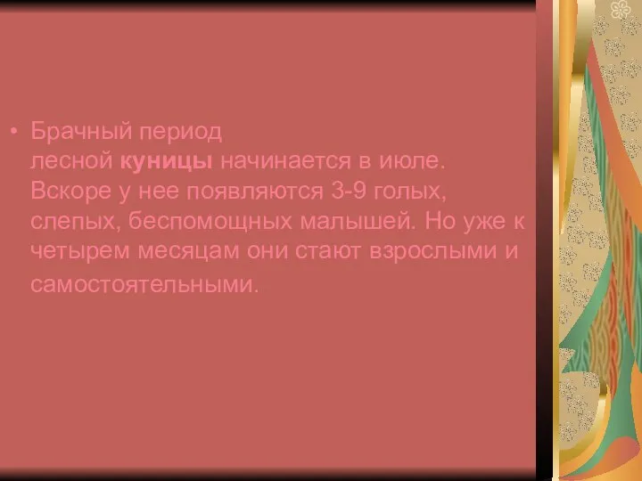 Брачный период лесной куницы начинается в июле. Вскоре у нее появляются