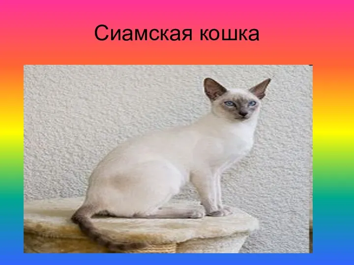 Сиамская кошка