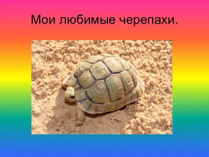 Мои любимые черепахи.