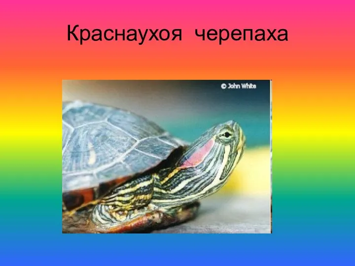 Краснаухоя черепаха