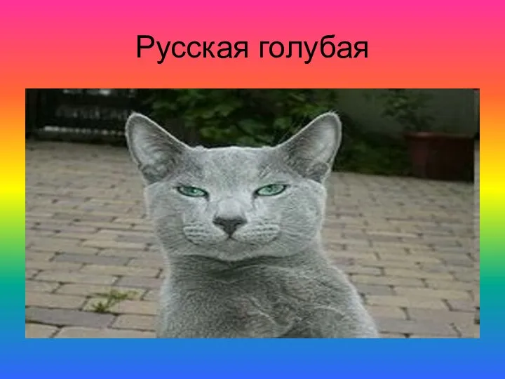 Русская голубая