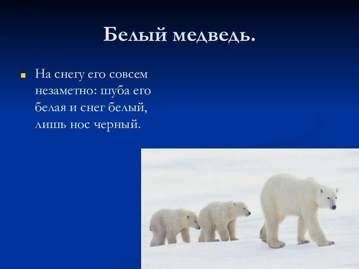 Белый медведь. На снегу его совсем незаметно: шуба его белая и снег белый, лишь нос черный.