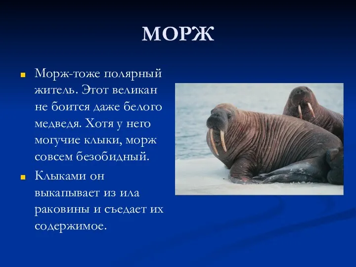 МОРЖ Морж-тоже полярный житель. Этот великан не боится даже белого медведя.