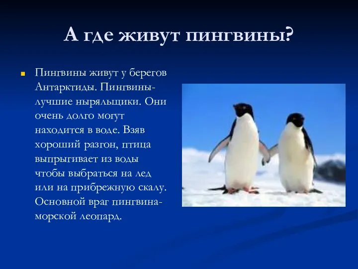 А где живут пингвины? Пингвины живут у берегов Антарктиды. Пингвины-лучшие ныряльщики.