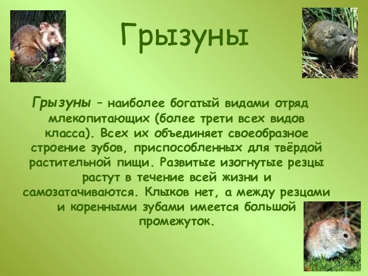 Грызуны Грызуны – наиболее богатый видами отряд млекопитающих (более трети всех