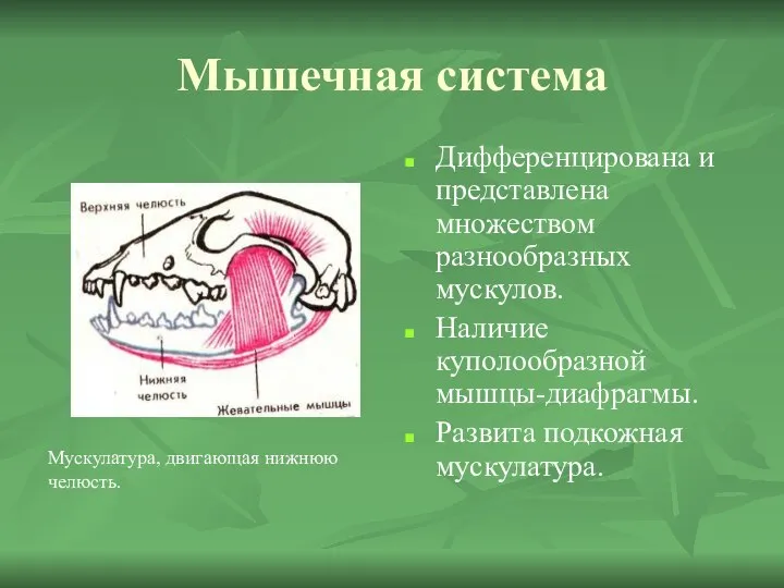 Мышечная система Дифференцирована и представлена множеством разнообразных мускулов. Наличие куполообразной мышцы-диафрагмы.