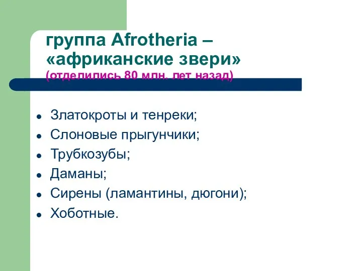 группа Afrotheria – «африканские звери» (отделились 80 млн. лет назад) Златокроты