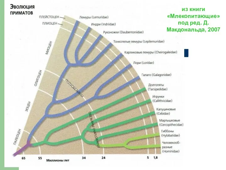 из книги «Млекопитающие» под ред. Д.Макдональда, 2007