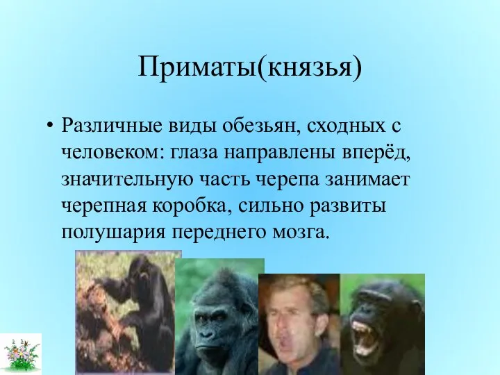 Приматы(князья) Различные виды обезьян, сходных с человеком: глаза направлены вперёд, значительную